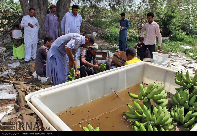  برداشت موز در زرآباد کنارک