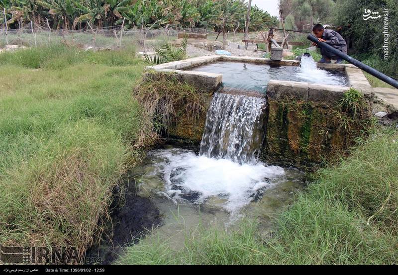  برداشت موز در زرآباد کنارک