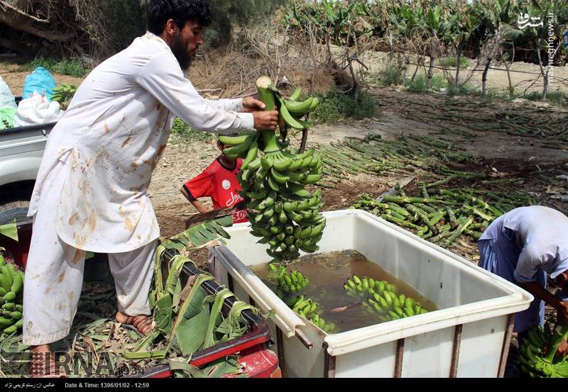  برداشت موز در زرآباد کنارک