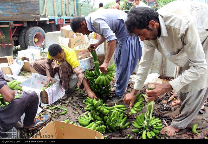 برداشت موز در زرآباد کنارک