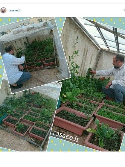 حمید رسایی نماینده مجلس سبزی کاری