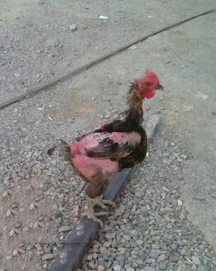 سوژه های بامزه و خنده دار 