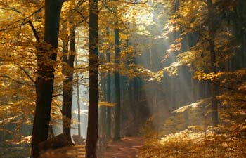 شعر زیبای شهریار درباره پاییز شعر زیبای شهریار درباره پاییز