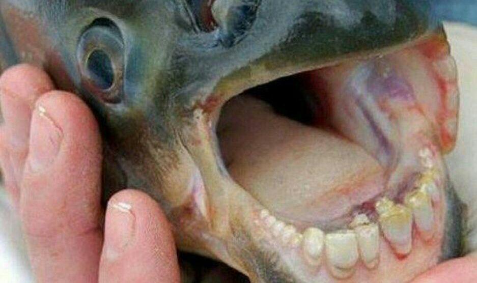 سوژه های بامزه و خنده دار 