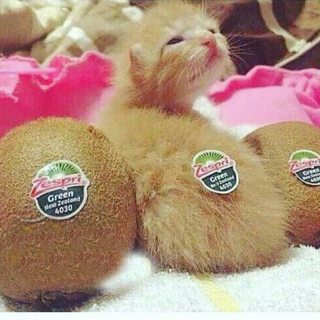 سوژه های بامزه و خنده دار 