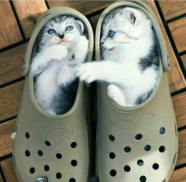 سوژه های بامزه و خنده دار 