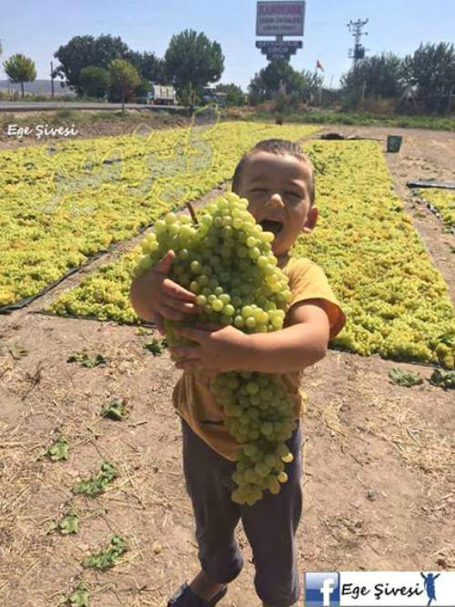 سوژه های بامزه و خنده دار 
