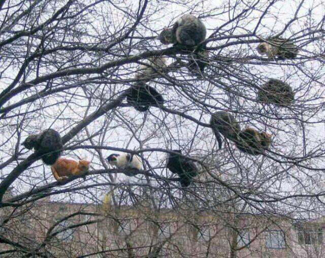  سوژه های بامزه و خنده دار