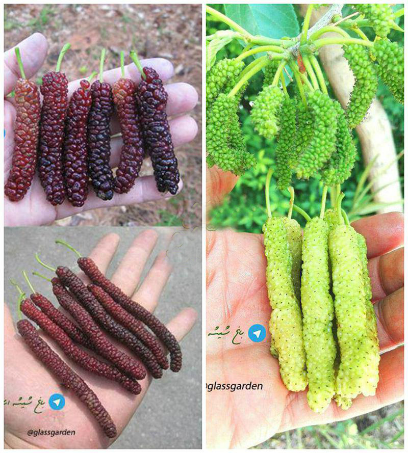 سوژه های بامزه و خنده دار 
