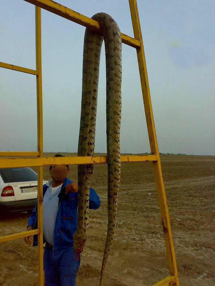 سوژه های بامزه و خنده دار 