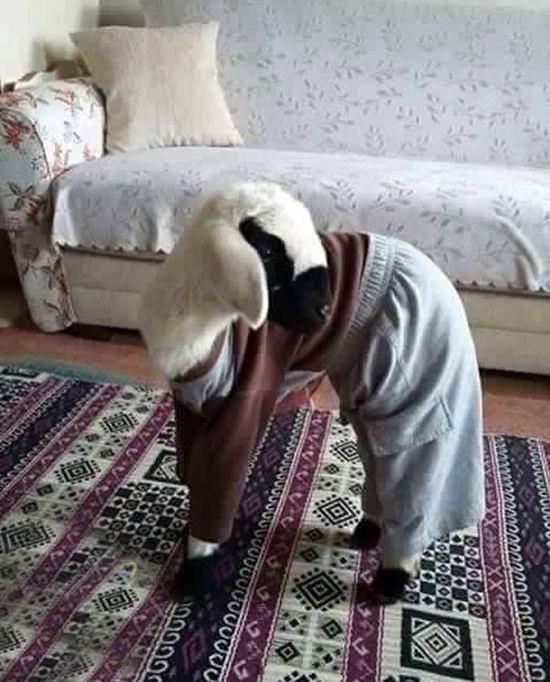 سوژه های بامزه و خنده دار 